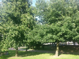 Roble en Abandoibarra