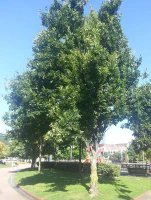 Roble en parque de Deusto