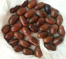 Germinación con bolsa de plástico Germinación con bolsa de plástico