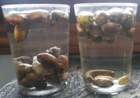 Prueba de viabilidad de semillas (algunas flotan) Prueba de viabilidad de semillas (algunas flotan)