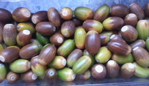 Recogida de bellotas Recogida de bellotas