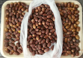 Recogida de bellotas Recogida de bellotas