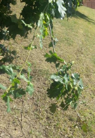 Hojas y bellotas de roble Hojas y bellotas de roble