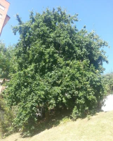 Ejemplar grande de roble Ejemplar grande de roble