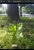 Visor de imágenes de GNOME Visor de imágenes de GNOME