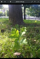 Visor de imágenes de GNOME Visor de imágenes de GNOME