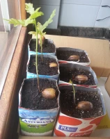 Plantones germinando desde la semilla