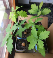 Plantones después de 20 días Plantones después de 20 días