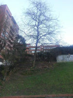 Roble sin hojas Roble sin hojas