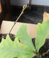 Yemas germinando por primavera Yemas germinando por primavera