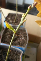 Yemas germinando por primavera Yemas germinando por primavera