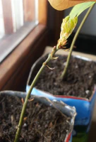 Yemas germinando por primavera Yemas germinando por primavera