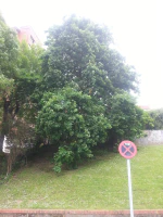 Roble después de un mes de empezar a brotar Roble después de un mes de empezar a brotar