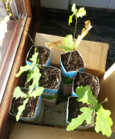 Plantones de roble Plantones de roble