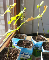 Plantones de roble Plantones de roble